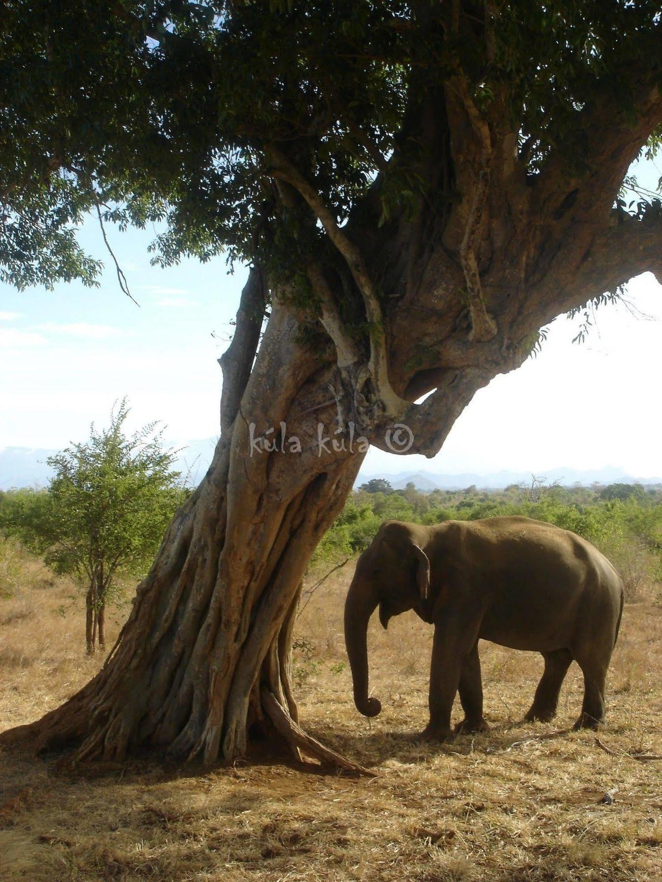 Kula Kula Luxury Camping Resort Udawalawe Luaran gambar