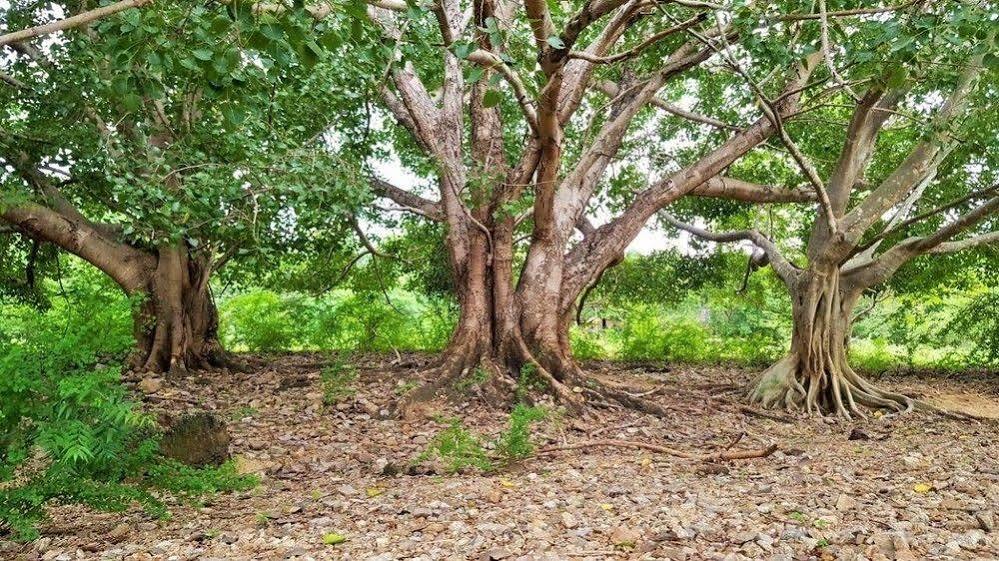 Kula Kula Luxury Camping Resort Udawalawe Luaran gambar